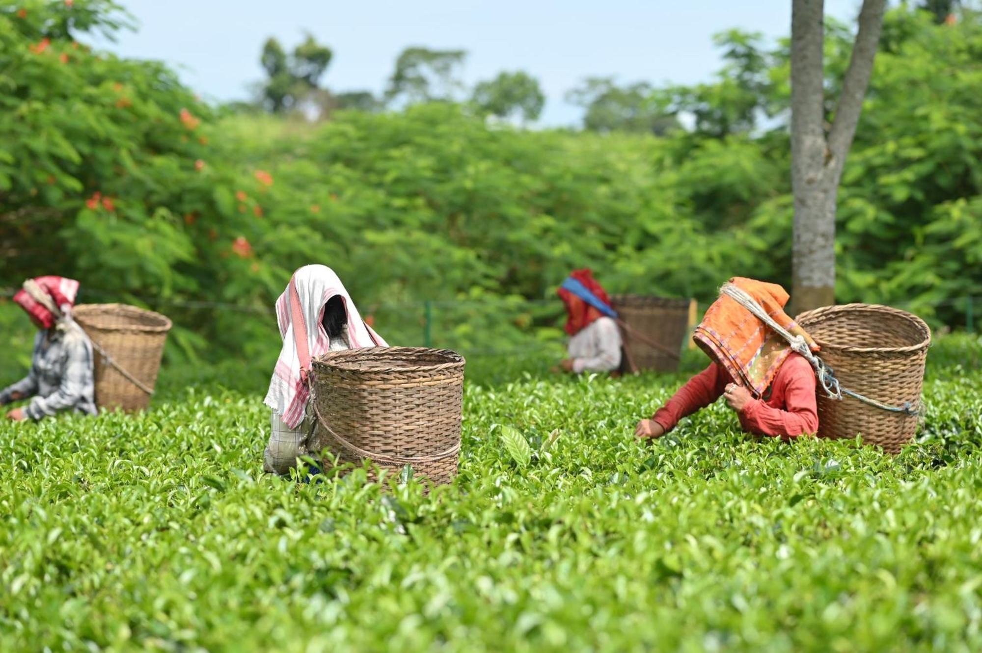 Vaani Greens Wildlife Resort, Kaziranga Kuthari Kültér fotó